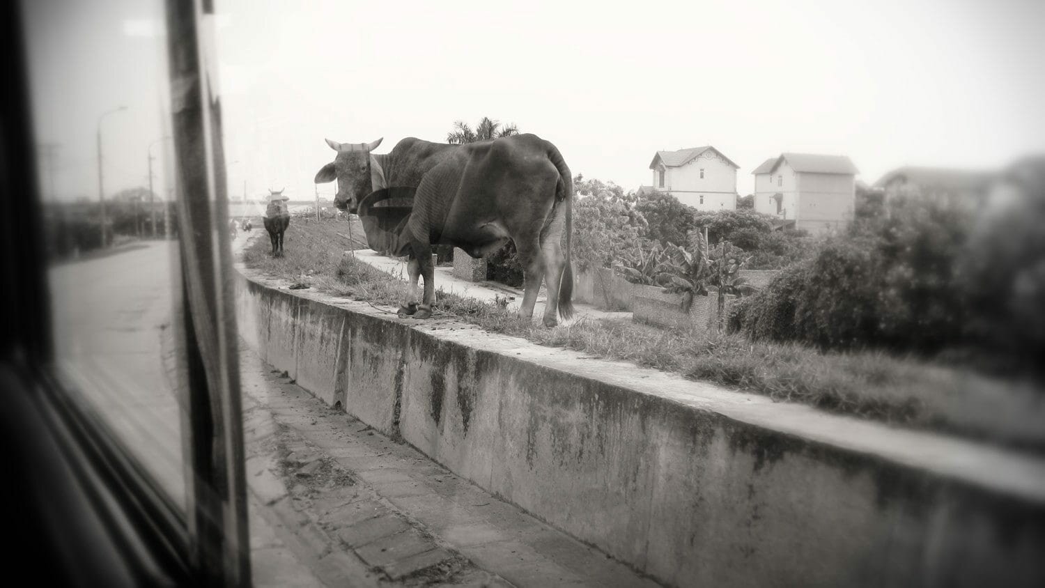 Love me Vietnam - Hanoi - Cows on the road